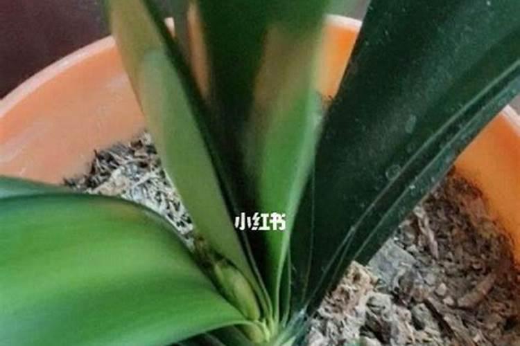 君子兰开花期间怎么施肥