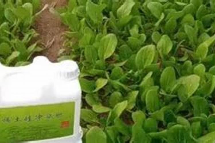 冲施的钙肥有哪些？