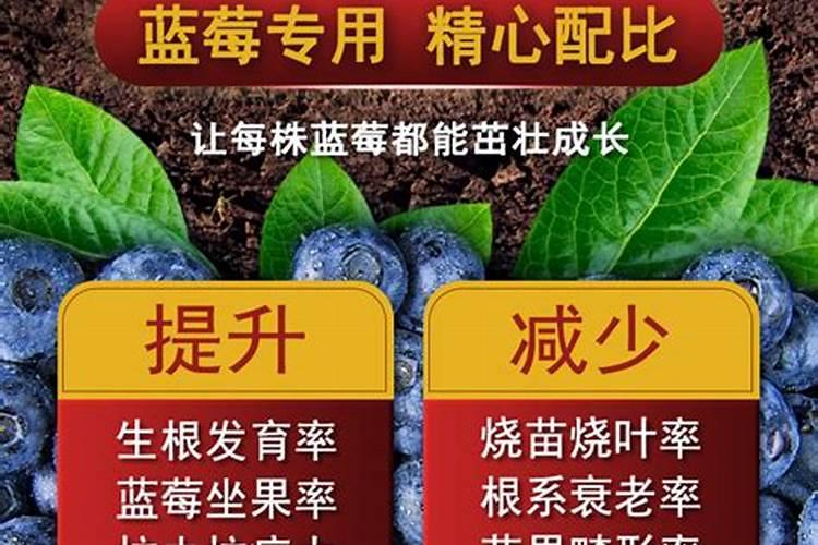 蓝莓最忌三种肥料