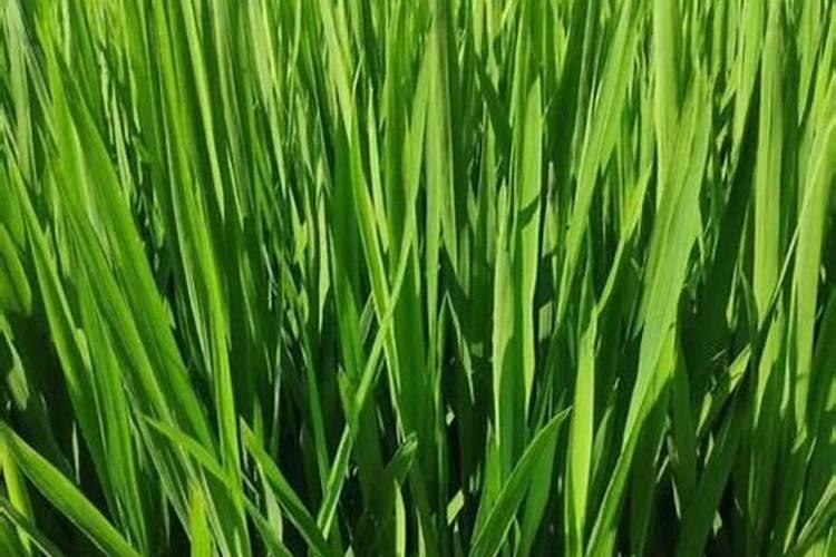 养花的氮肥有哪些 哪几种最常用