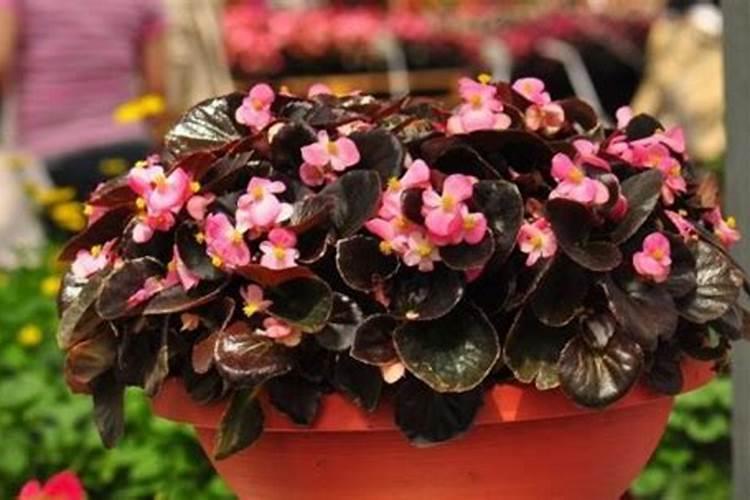 生根剂是把双刃剑,正确使用才是王道!