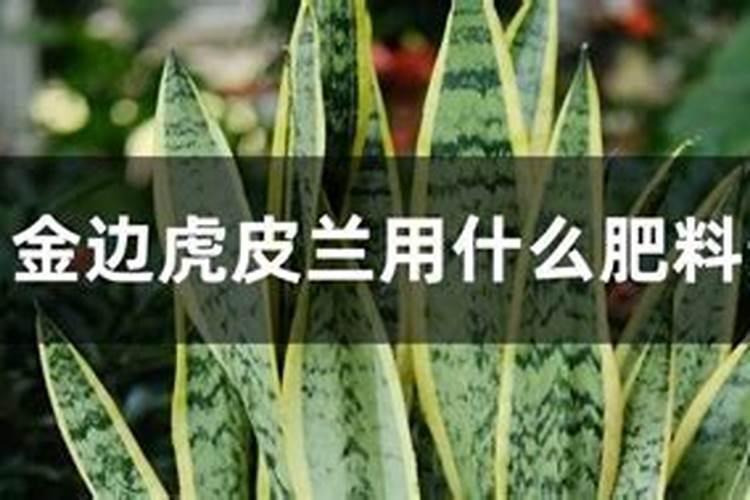 金边吊兰用什么肥料最好