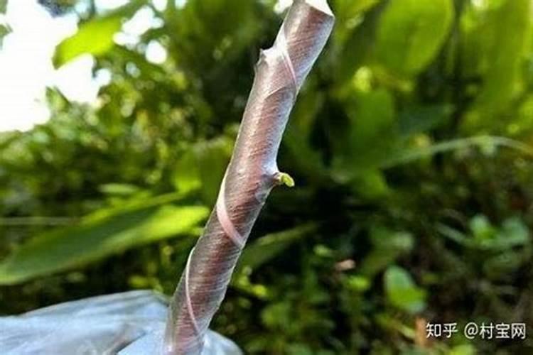 广西垂青旺财好水溶肥零售价是多少钱一桶？