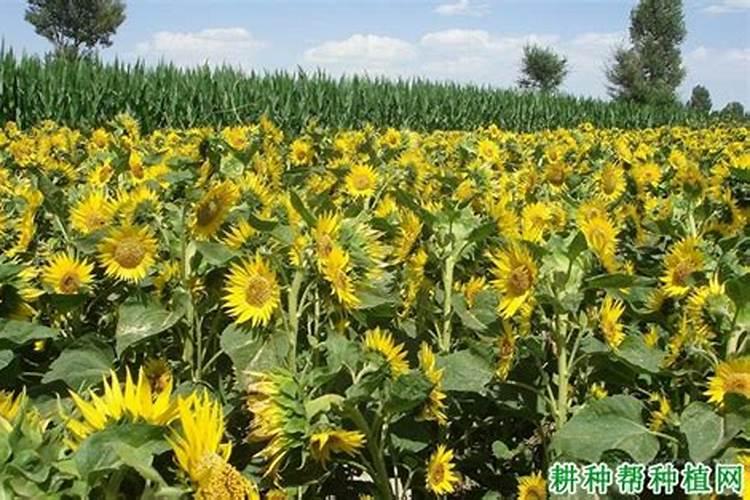 向日葵需要什么肥料