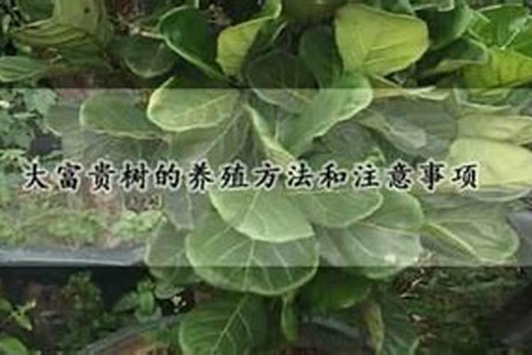 矿源黄腐酸钾在什么溶液里溶解的快