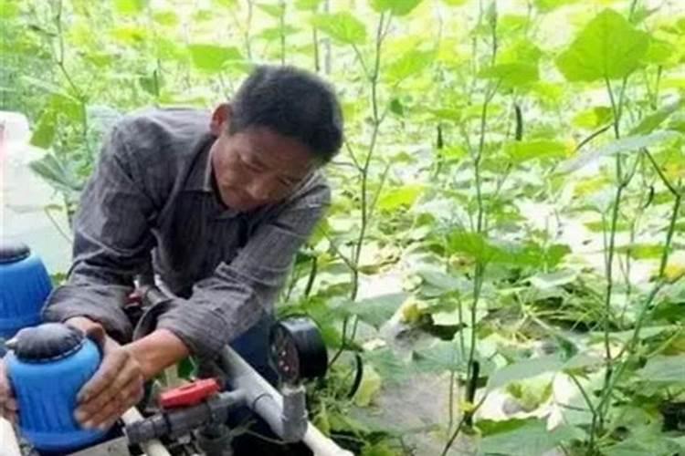 氨基酸水溶肥高温天气喷草莓有副作用吗