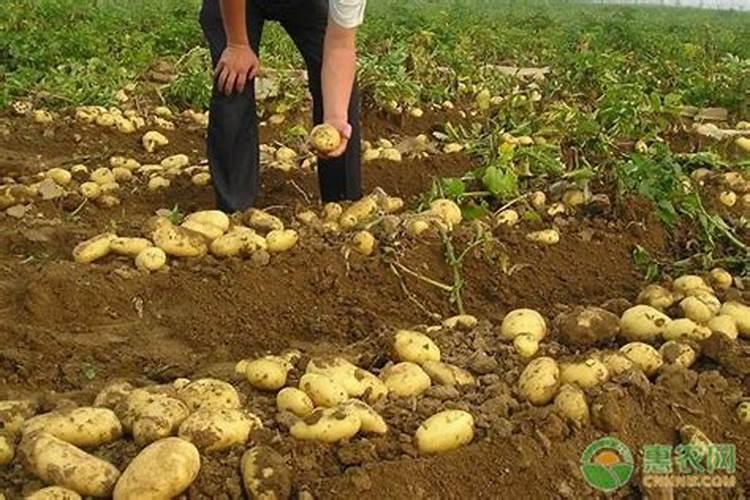 为何COR冠菌素能成为果实“转色增糖”的首选？