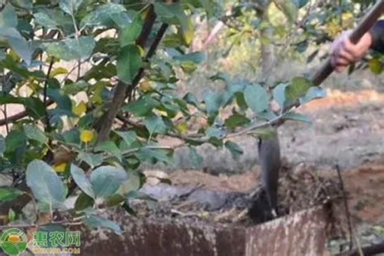 橘子用什么叶面肥膨果？橘子什么时候打膨大肥？橘子叶面肥用金泰靓