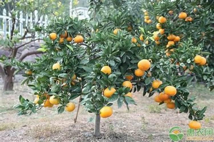 种柑橘用什么肥料最好