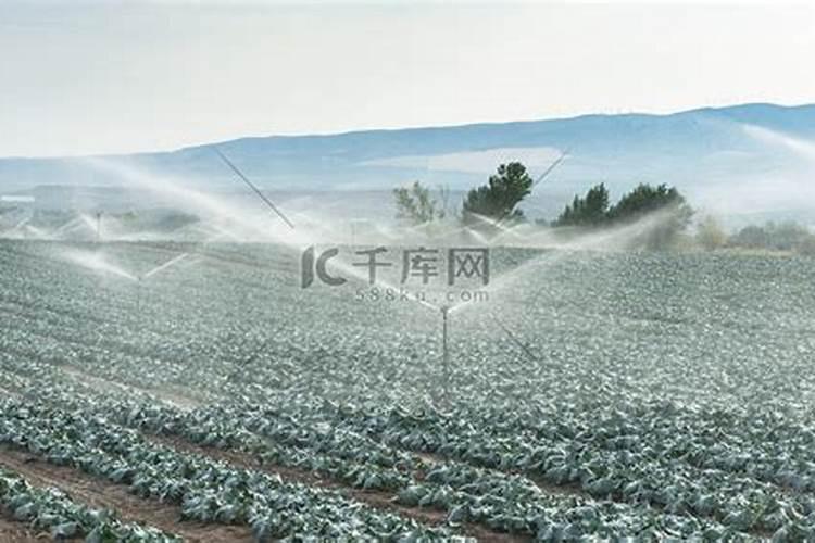 辣椒收获期叶面喷施氮肥可以吗,比例是多少？