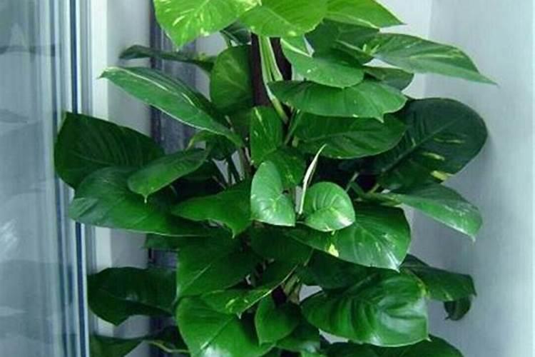 牛大力适合种植在酸性土好还是碱性土好？