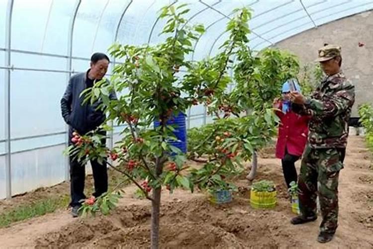樱桃保花保果叶面喷什么好？樱桃挂果期用什么肥料吸收好？