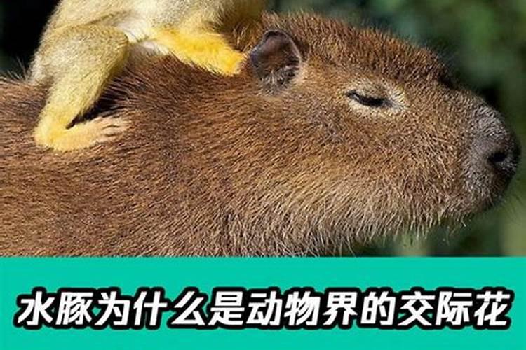 养花通用肥料哪个牌子好些;最好的花肥品牌排行榜