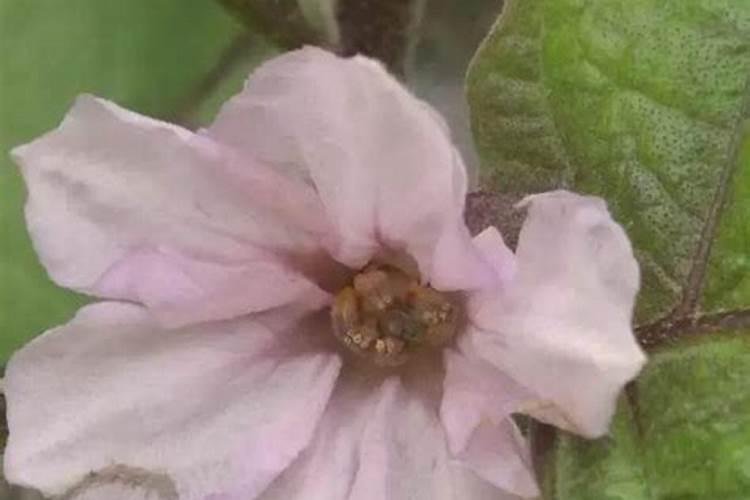 茄子有哪些生理性病害？怎样防治？