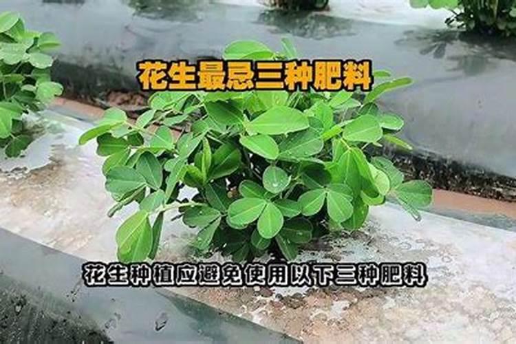花菜出花前的管理方法