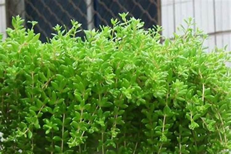 国内都有哪些氢氧化钾生产厂家？