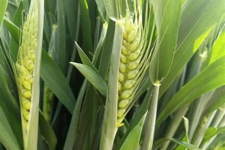 智研咨询发布:硅肥行业产业链全景、市场运行格局及发展趋势研究报告...