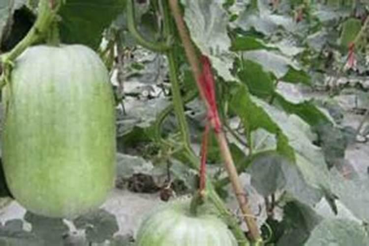 种柑橘用什么肥料最好