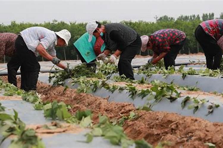 红薯怎么进行肥水管理