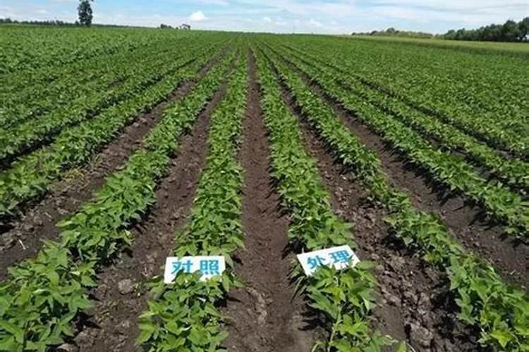 叶黄茎细施用什么化肥