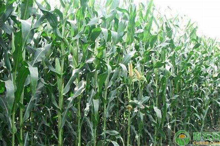 近期各航司复航/开航好消息汇总,非洲、欧洲、亚洲回国必看