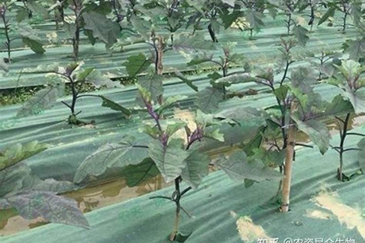 茄子膨果增产怎么施肥效果好？茄子快速膨果管理技术