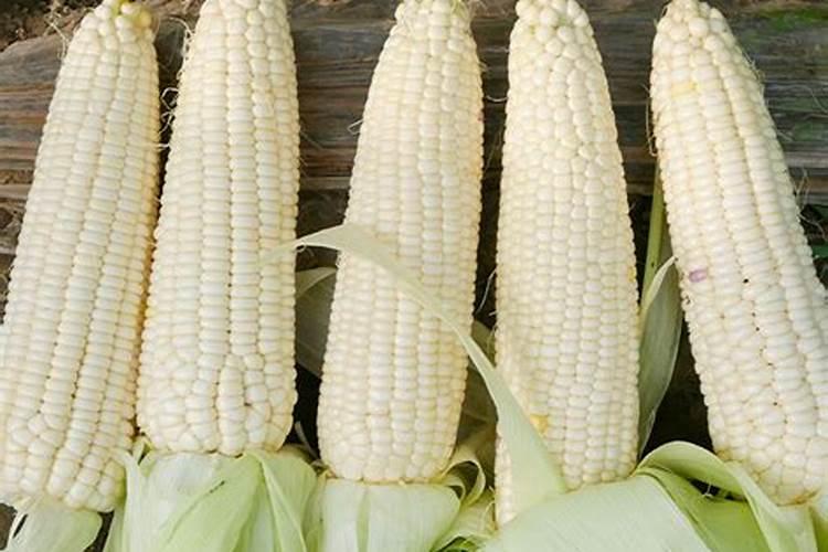 丝瓜浇什么肥料合适