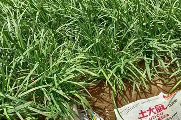 金鱼缸底放什么石好呢