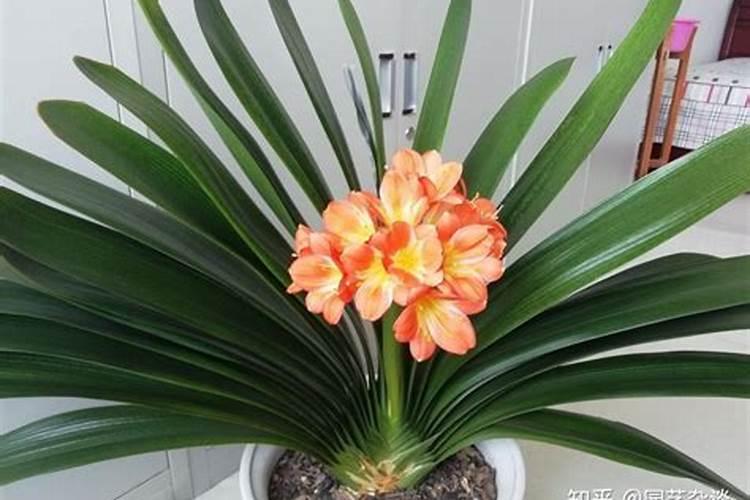 君子兰肥施重了怎么办