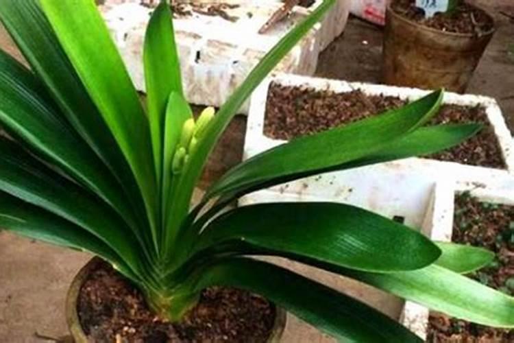 君子兰换土后肥料太大烧根叶子黄怎么办