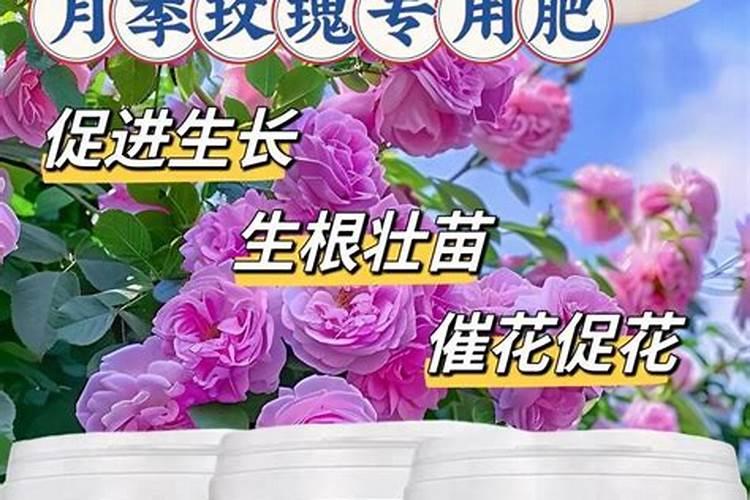 玫瑰花用什么肥料最好