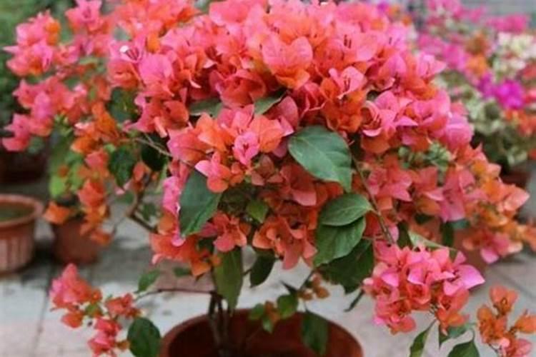 绿颖什么情况下不能用