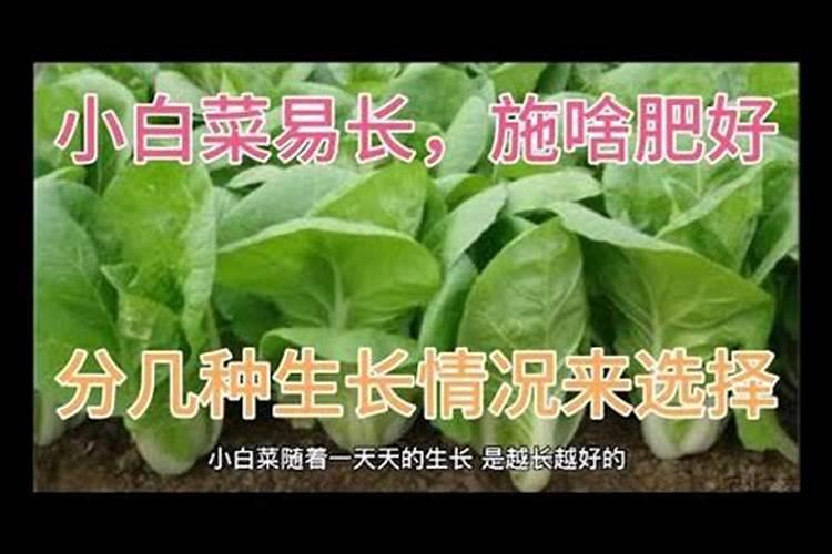 白菜定苗后追什么肥 该如何选择呢