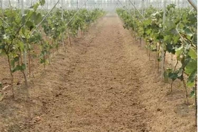 第一年新种的葡萄苗该施什么肥料