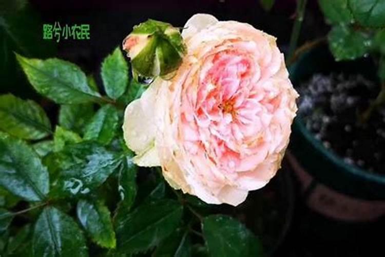 月季花一年四季的施肥特点