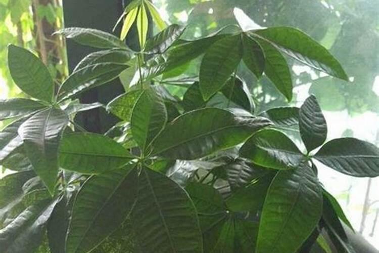 我想种植八月瓜,怎样选苗好。