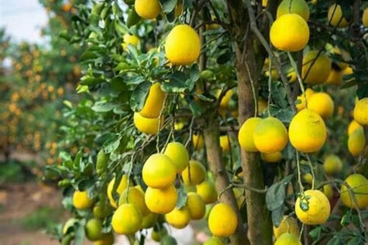 进口十大水溶肥品牌