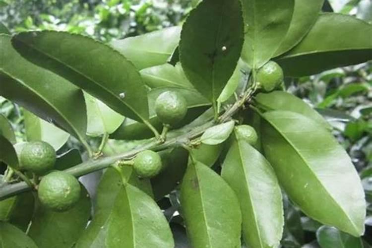 果树膨大期应施什么肥？