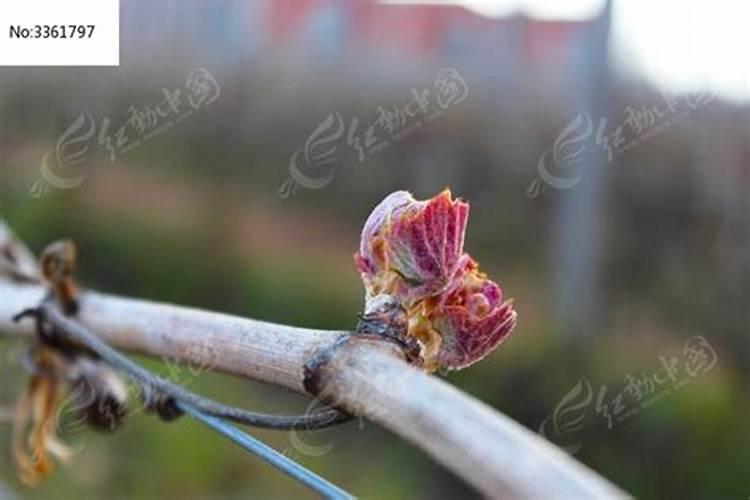 葡萄已经发芽了,可以施猪粪吗