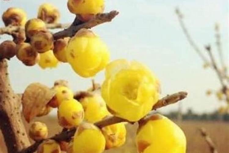 盆栽腊梅花苞期施什么肥