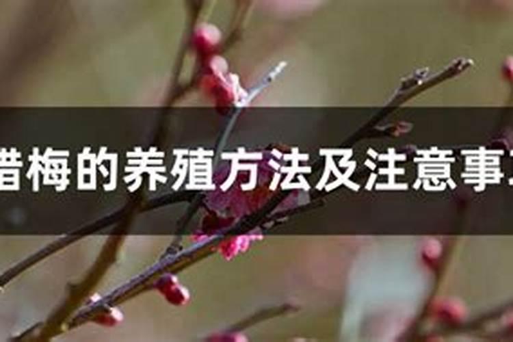 盆栽腊梅的施肥