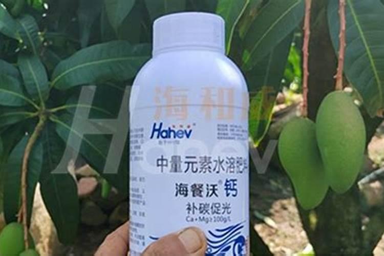 芒果的生长过程