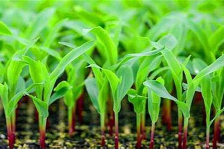玉米移栽苗龄多少天 玉米移栽多久才能施肥