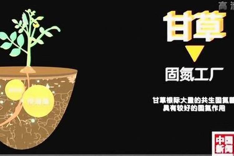 甘草种植方法 甘草种植的方法