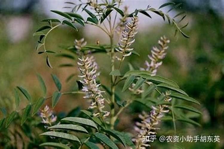 有没有关于甘草的资料？
