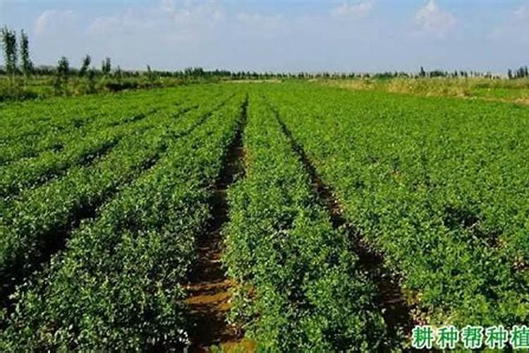 急,家里养的植物中有蚂蚁怎么办？