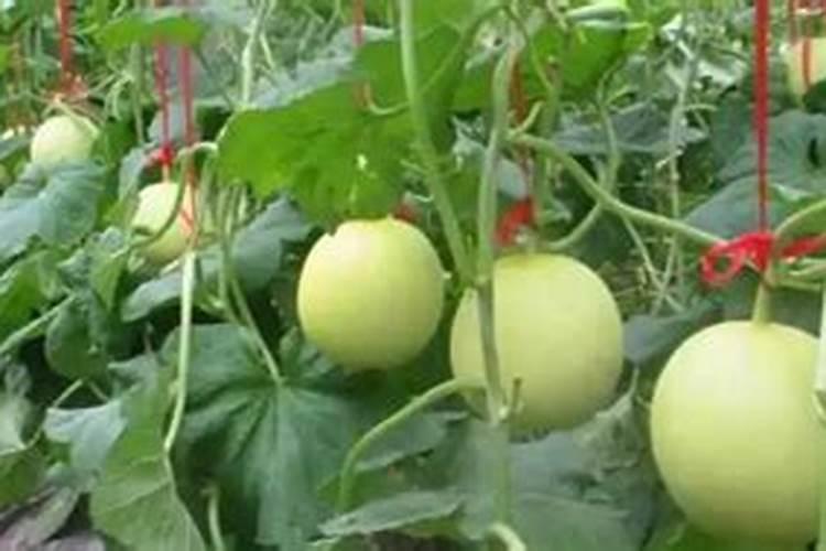 生蚝壳做成肥料方法