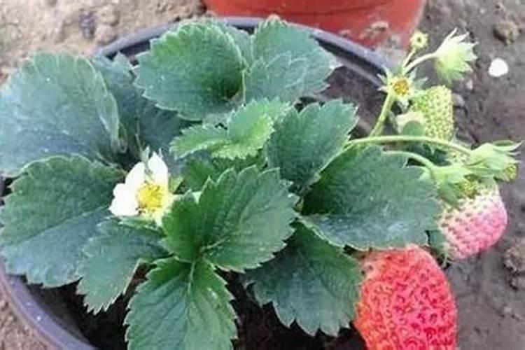 草莓施肥时间和方法