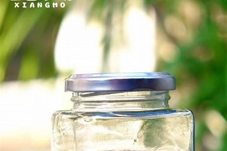 怎样种植月季花？