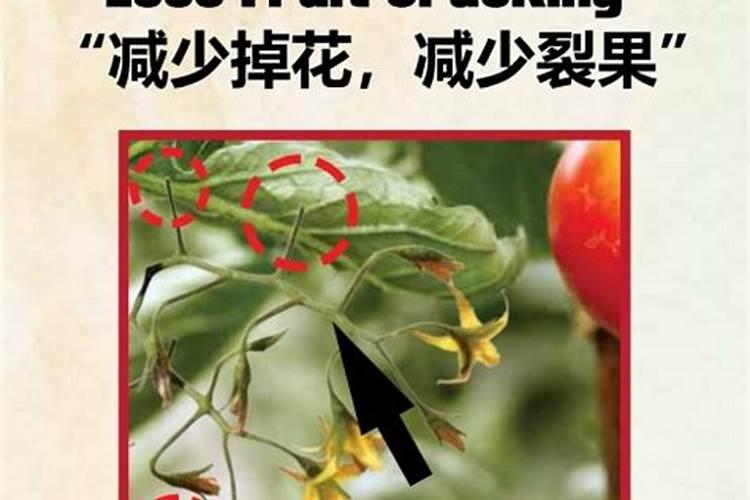 绯花玉多久浇水 绯花玉需要多长时间浇一次水。